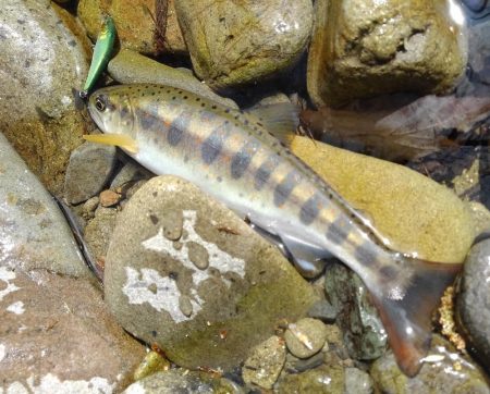 渓流ミノーイング ～長良川水系～